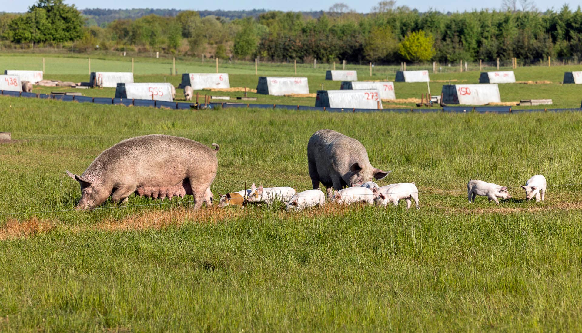 Au Danemark, le pari gagnant de l’élevage plein-air