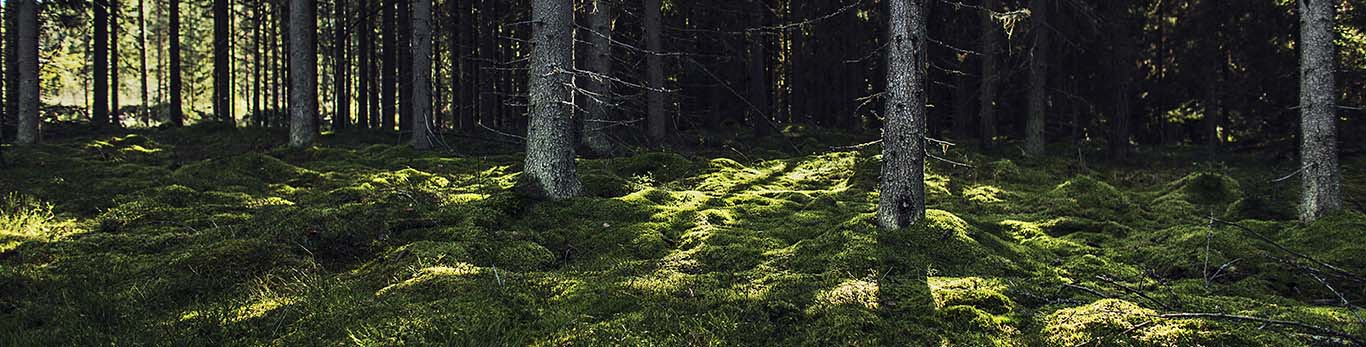 Le soleil dans le forêt