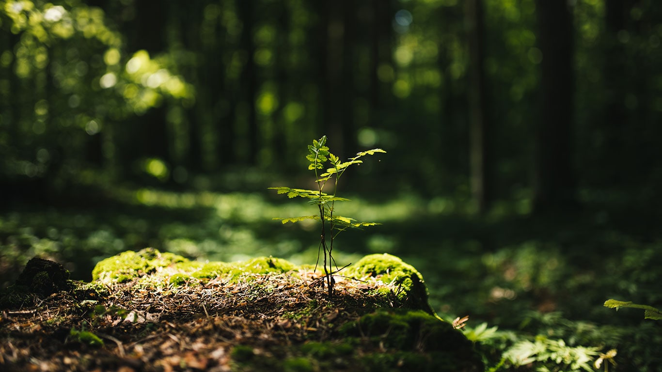 Forêt verte