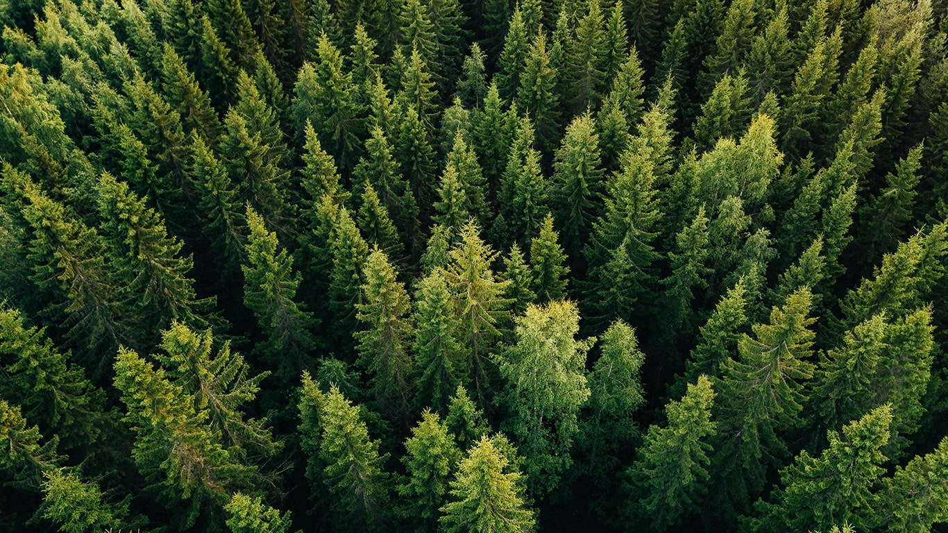 Forêt verte