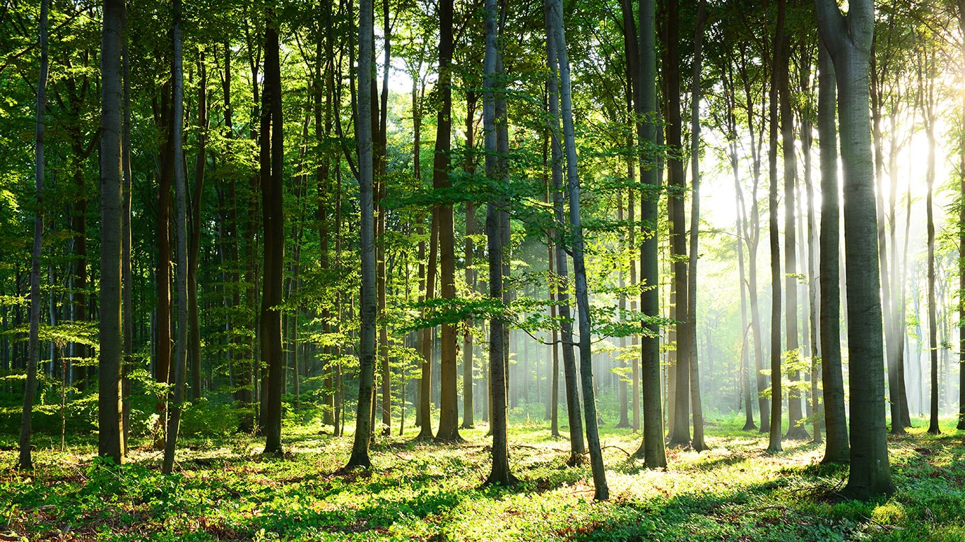 Lumière dans la forêt verte