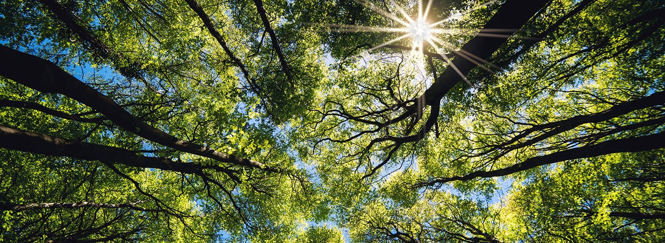 The sun is shining in the forest through the trees