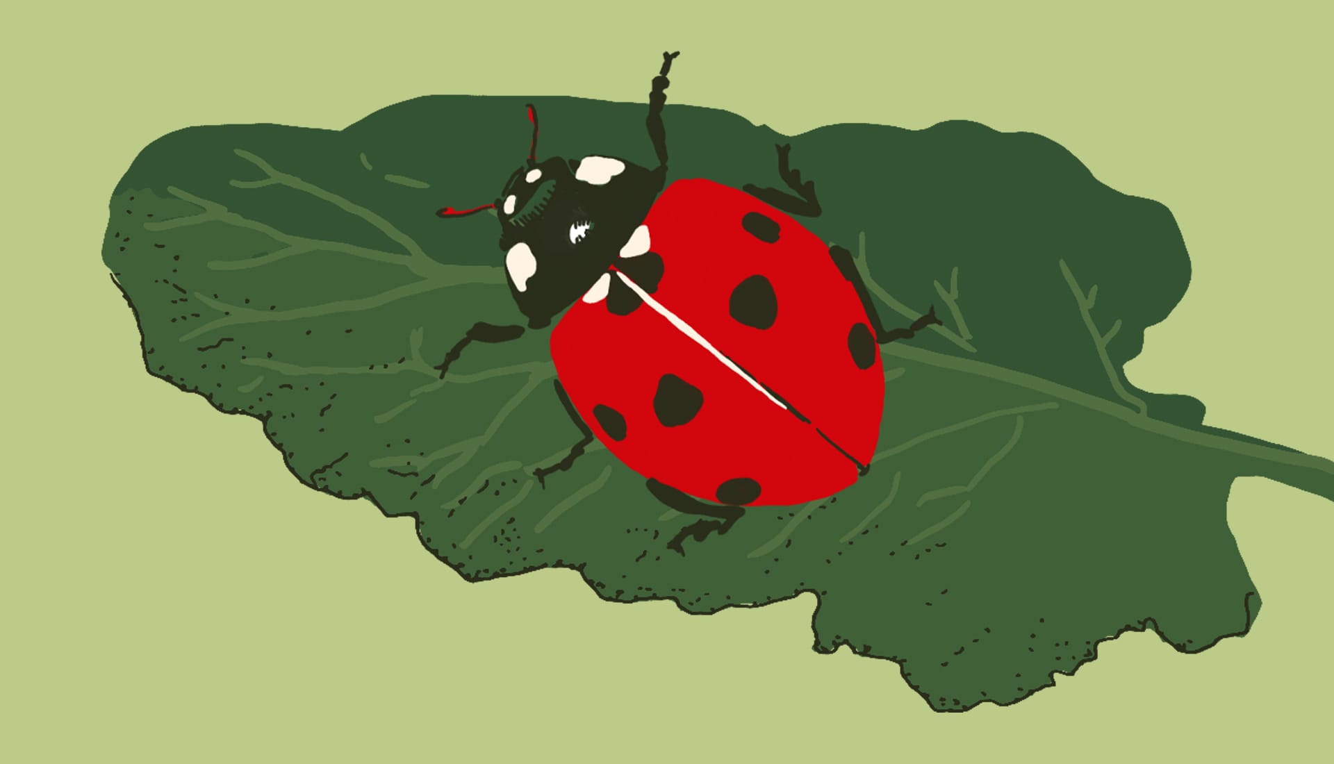 La coccinelle à sept points