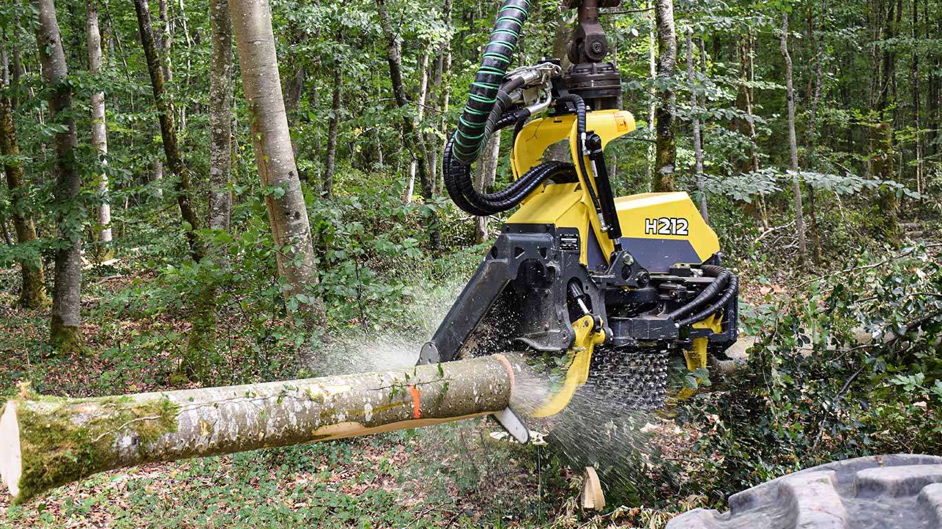 Tête d'abattage dans la forêt